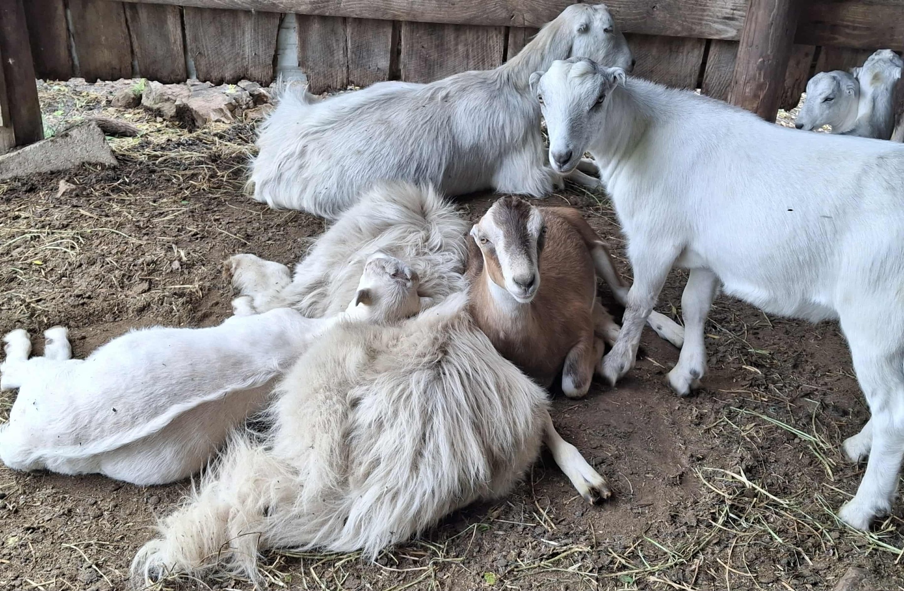 A Meaty Comparison: Dairy Goats vs Meat Crosses